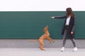 owner plays with the puppies against the background of the wall. Dog games against the background of the walls