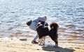 Owner plays with a siberian laika dog on a beach