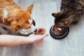 owner pours dry food to the cat and dog in the kitchen. Man hand. Close-up. Concept dry food for animals Royalty Free Stock Photo