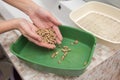 The owner pours wood filler in the tray for a cat or dog Royalty Free Stock Photo