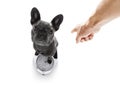 Dog on scale , with overweight Royalty Free Stock Photo