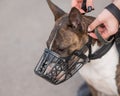 The owner puts a muzzle on a bull terrier dog on a walk outdoors.