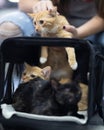 Owner putting a brown cat in an animal carrier bag to join other cats