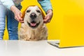 Owner putting a brown hat on a cute Golden Retriever isolated on yellow background