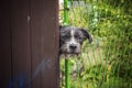 Owner's dog peeking through the fence