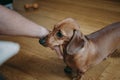 Owner`s hand caressing brown smooth hair dachshund puppy.