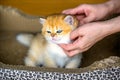 Kittens Golden color. The cat is doze and enjoys the owner stroking and playing with him