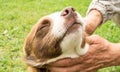 The owner`s hands stroking his happy brown dog Royalty Free Stock Photo