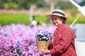 owner senior woman planting flowers in her Royalty Free Stock Photo