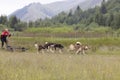 owner with sled dogs pulling cart Royalty Free Stock Photo