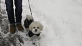 The Owner and Small White Bichon Frise dog in Winter Jacket. Walk On The Street Covered With Snow Royalty Free Stock Photo