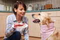 Owner Spoiling Pet Dog With Meal Of Fresh Steak