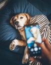 Owner takes photo of his beagle dog sleeping in bed and breaks h Royalty Free Stock Photo