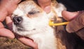 Owner taking care of the dog of chihuahua breed and remove tick who mite bit into the skin. Mite sucks blood in dogs Royalty Free Stock Photo