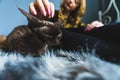 an owner taking care of her Devon rex cat, pets care concept Royalty Free Stock Photo