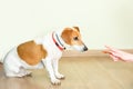 Owner Teach a Dog To Sit Training. Royalty Free Stock Photo