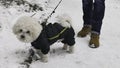 Owner Took The Small White Dog in For A Walk on the Snow Royalty Free Stock Photo