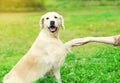 Owner training Golden Retriever dog, giving paw