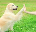 Owner training Golden Retriever dog on grass, giving paw Royalty Free Stock Photo