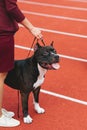 Owner trains the american staffordshire terrier at the stadium