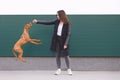 owner trains the dog. girl playing with a beautiful young dog against the background of the wall