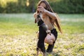 Owner trains the dog, the young woman gives a treat to the pet in the park, the girl plays with the puppy in nature Royalty Free Stock Photo