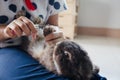 Owner trimming nails of her pet cute rabbit. Domestic rabbit lying down on owner lap to get cut finger nail with special scissors