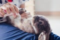 Owner trimming nails of her pet cute rabbit. Domestic rabbit lying down on owner lap to get cut finger nail with special scissors