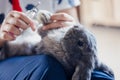 Owner trimming nails of her pet cute rabbit. Domestic rabbit lying down on owner lap to get cut finger nail with special scissors