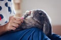 Owner trimming nails of her pet cute rabbit. Domestic rabbit lying down on owner lap to get cut finger nail with special scissors