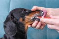 Owner or veterinarian holds dogs face with hand and brushes side teeth behind cheek with special toothbrush and toothpaste for