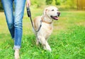 Owner walking with Golden Retriever dog in park Royalty Free Stock Photo