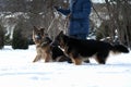 The owner walking large dogs. Winter, dogs in the snow