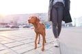 Owner walks around the city with a dog of the Magyar Vizsla breed. A beautiful dog walks on a leash with a girl