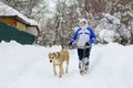 The owner walks with her dog Alabai on a winter day