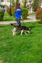 The owner walks with a husky dog. Selective focus.
