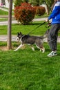 The owner walks with a husky dog. Selective focus.
