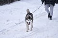 The owner walks a Husky dog in a winter park. They are walking along a snow-covered path.