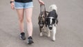 The owner walks two muzzled dogs on a leash. Black and white border collie and brindle bull terrier.