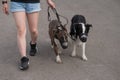 The owner walks two muzzled dogs on a leash. Black and white border collie and brindle bull terrier.