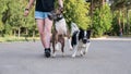 The owner walks two muzzled dogs on a leash. Black and white border collie and brindle bull terrier.