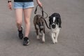 The owner walks two muzzled dogs on a leash. Black and white border collie and brindle bull terrier.