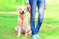 Owner woman walking with her Golden Retriever dog on leash in summer park Royalty Free Stock Photo