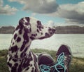 Owner's foots next to the dog -- friendship Royalty Free Stock Photo