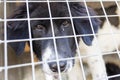 Ownerless dog in cage Royalty Free Stock Photo