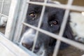 Ownerless dog in a cage