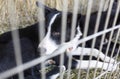 Ownerless dogs in cage Royalty Free Stock Photo