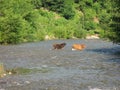 ows crossing river countryside farmer