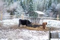 Ows at the feeding station in winter Royalty Free Stock Photo