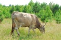 ÃÂ¡ows graze in the meadow. Royalty Free Stock Photo